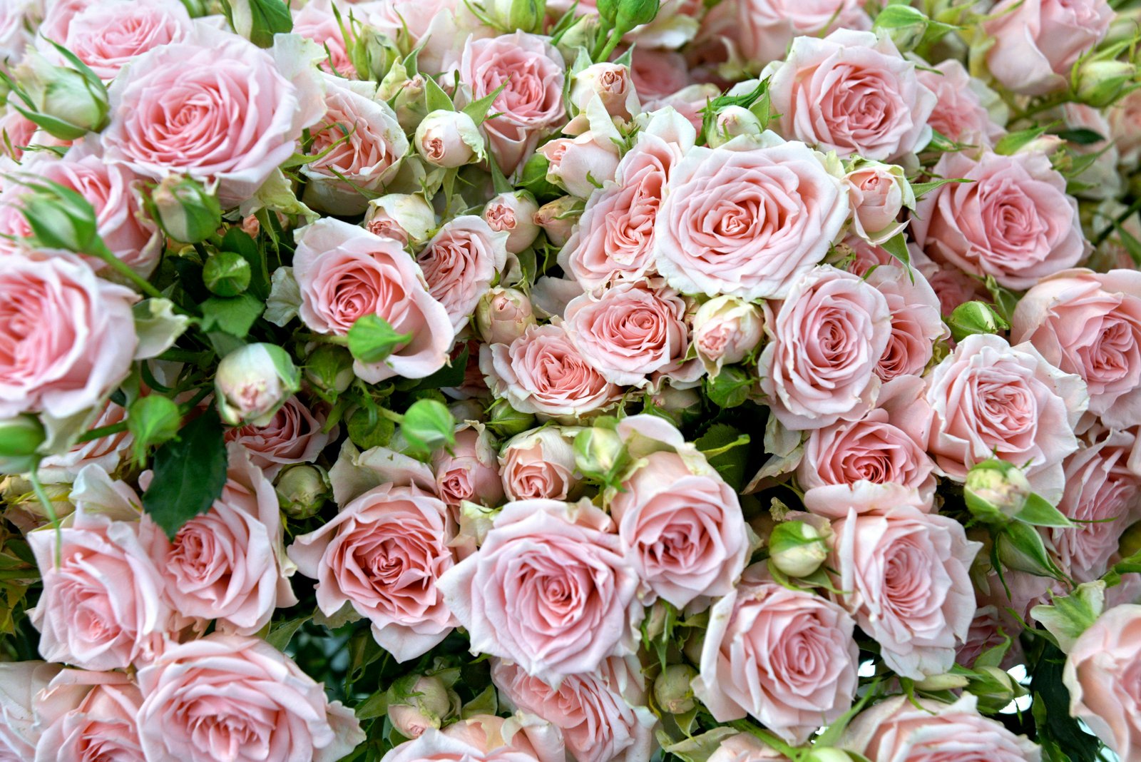 Romantic rose wedding colour palette
